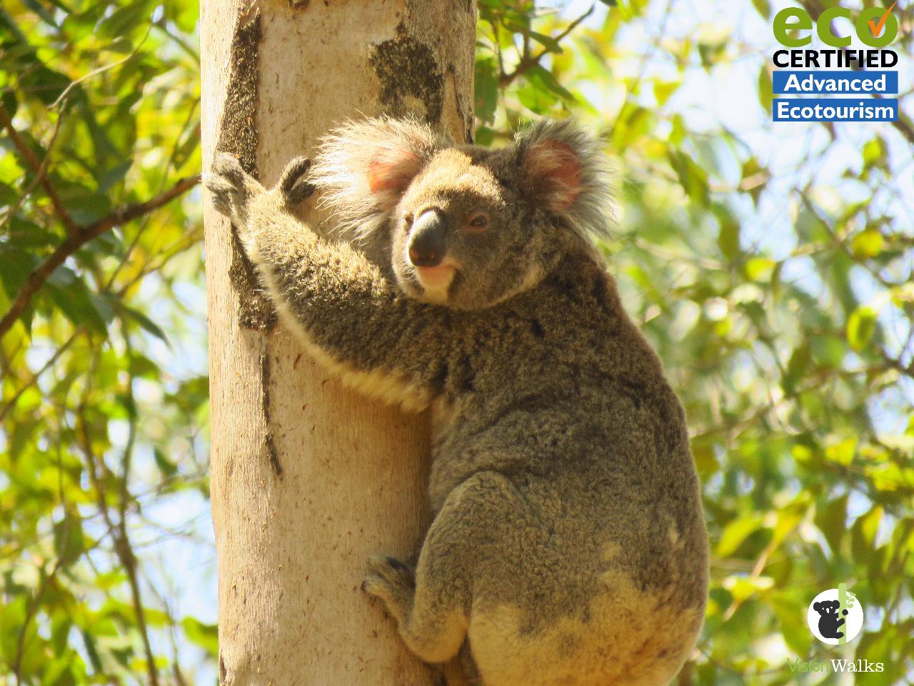 Koala Tour