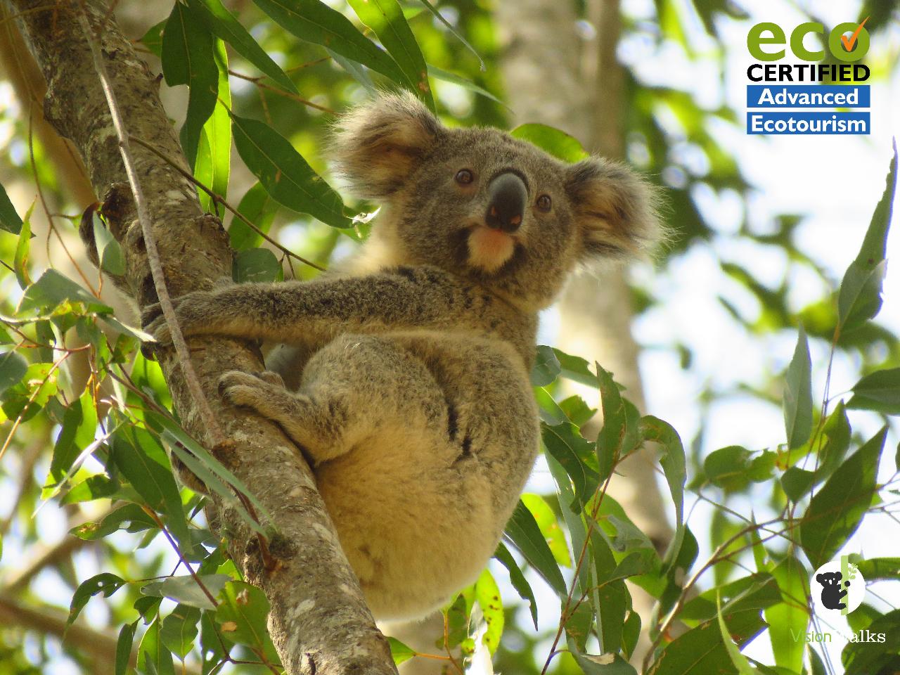 Koala Tour