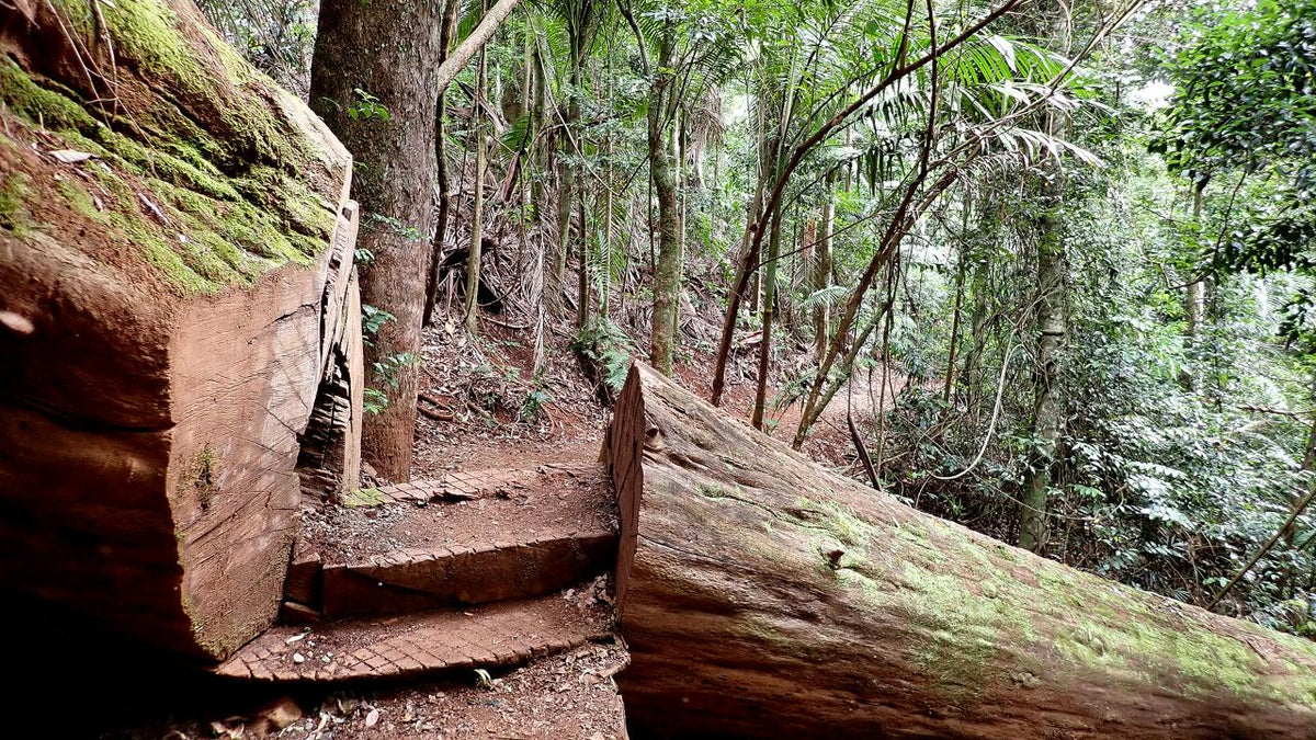 Maiala Rainforest Tour