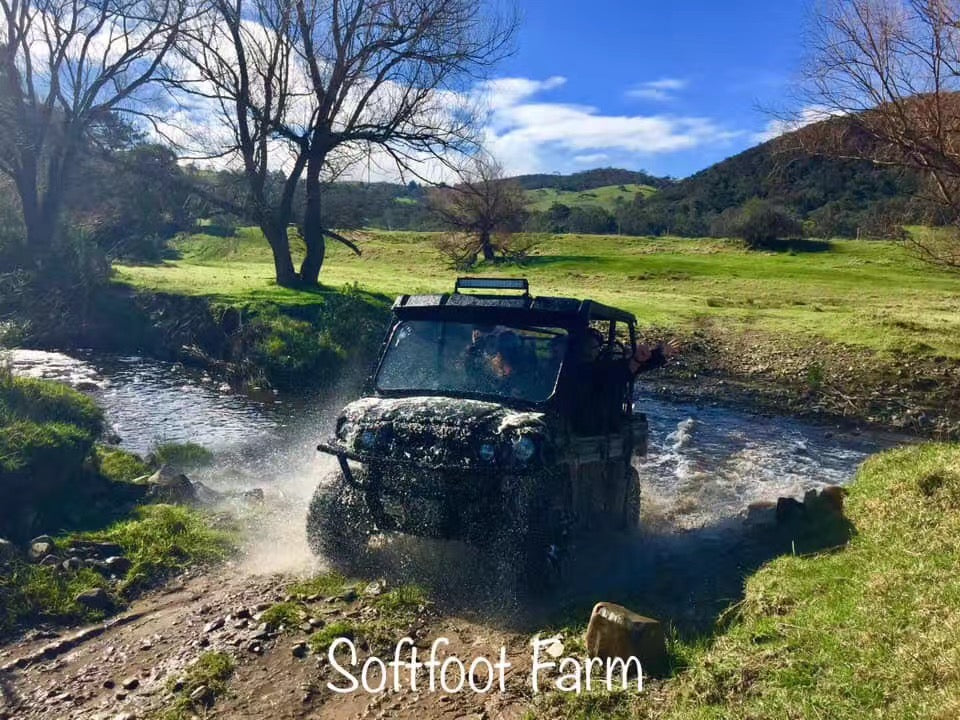Alpaca Farm 90-Minute Tour