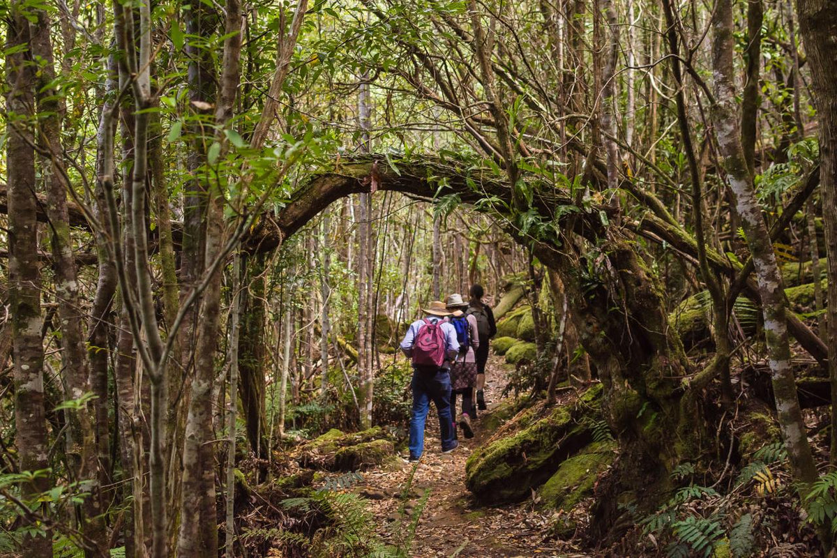 Wild Wellness Fire And Ice Walk