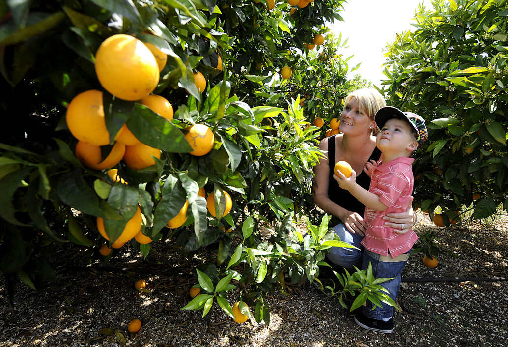 Fruit Orchard & Zig Zag On The Hills