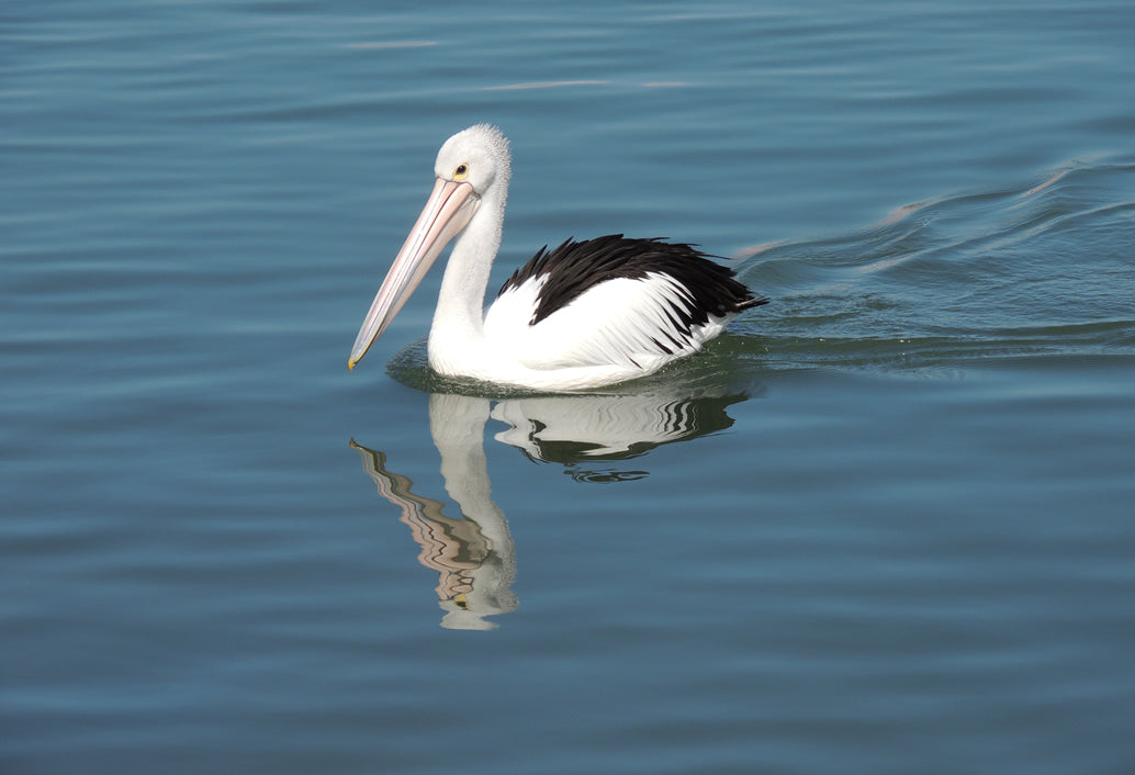 Mandurah Dolphins, Chocolate & Fremantle Tour
