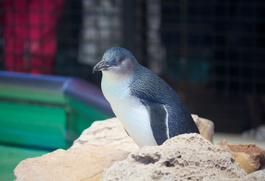 Penguin Island & Fremantle Town