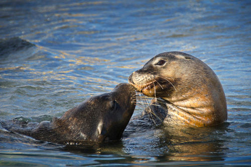 Dolphin, Penguin And Sea Lion Cruise
