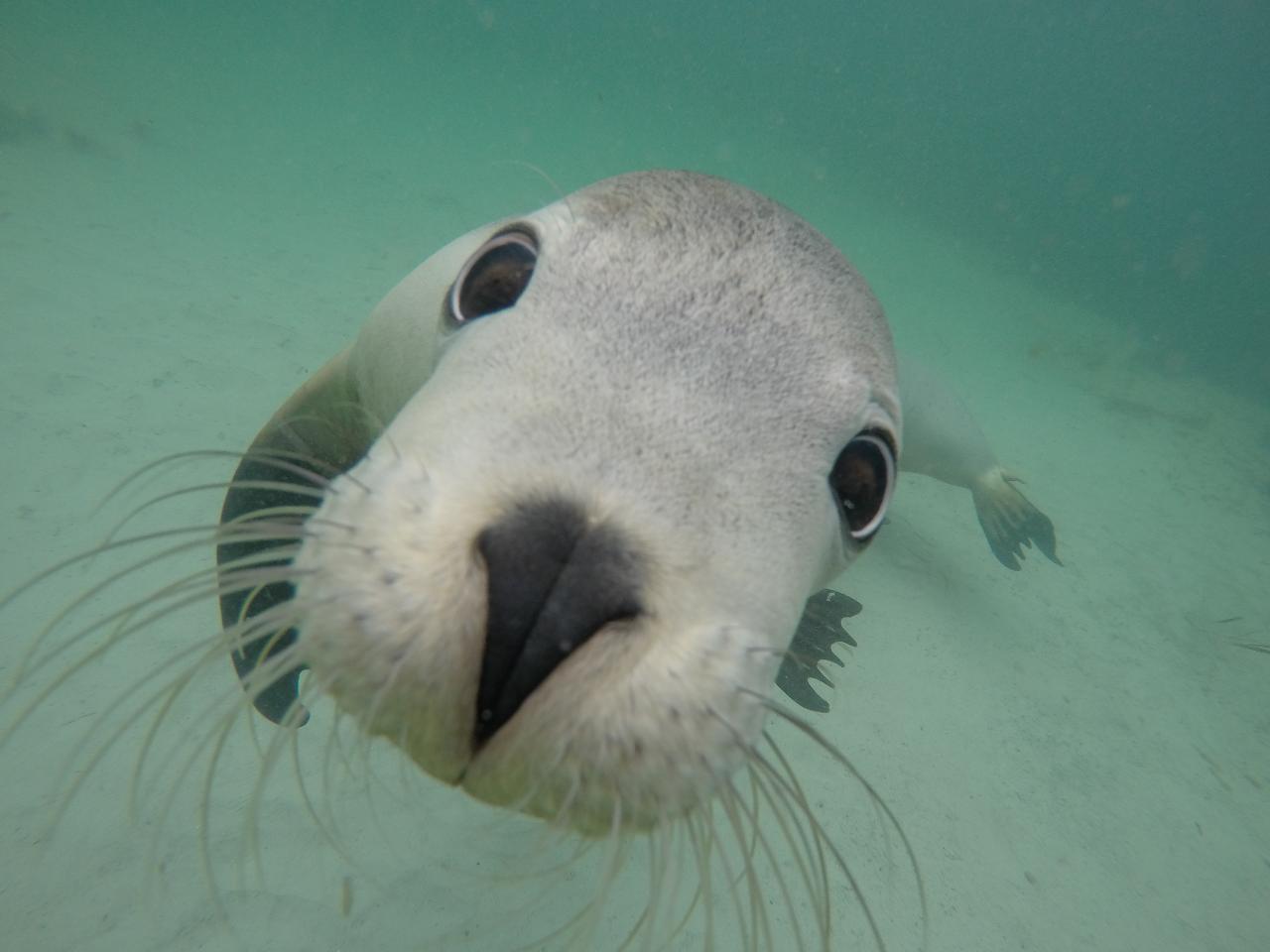 Swim With The Sealions