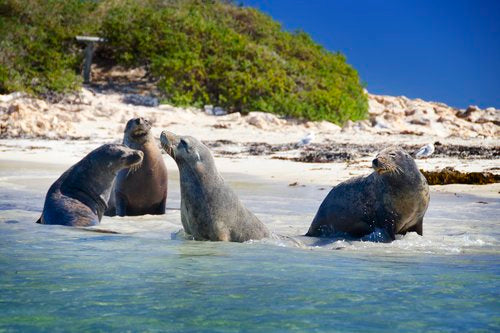 Dolphin, Penguin And Sea Lion Cruise