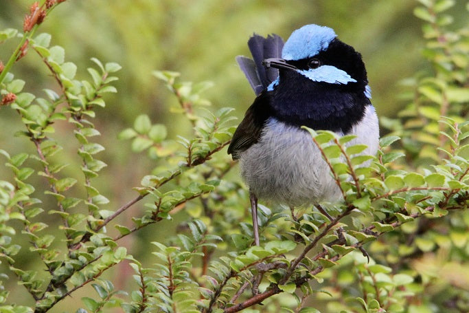 Takayna & Tarkine Wilderness Highlights - Lutruwita Tasmania - 5 Days