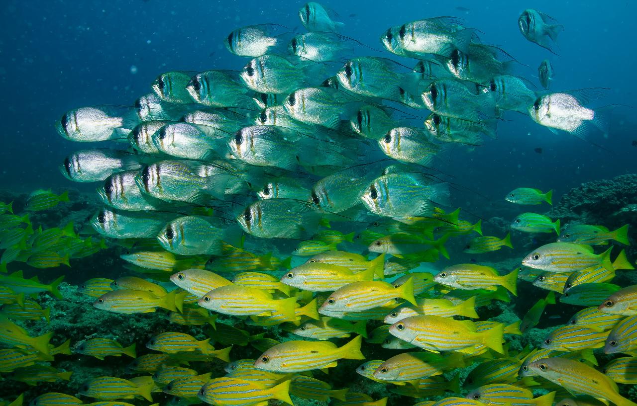 Full Day Outer Reef/Islands Snorkel Tour