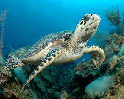 Discover Scuba Diving