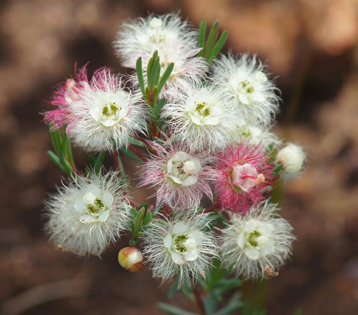 Southern Wheatbelt Wander Two Nights & Three Days