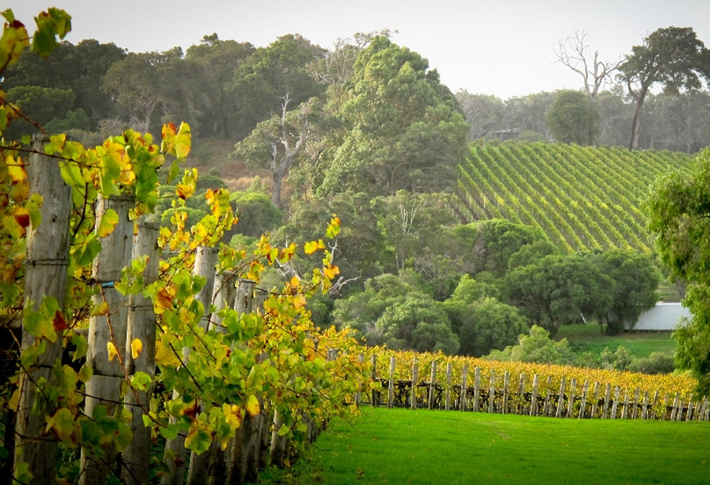 Fruit Orchard & Zig Zag On The Hills