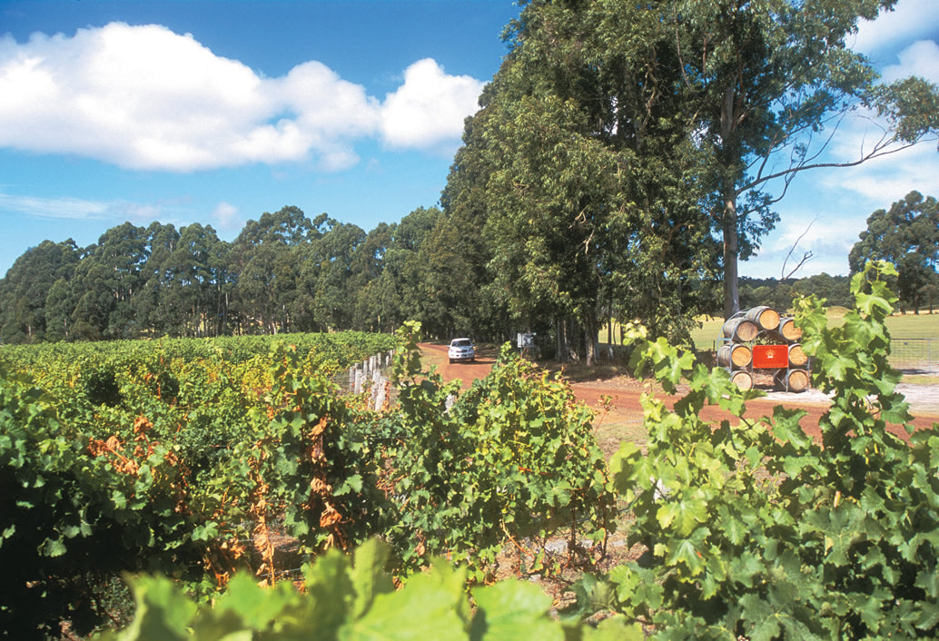Fruit Orchard & Zig Zag On The Hills