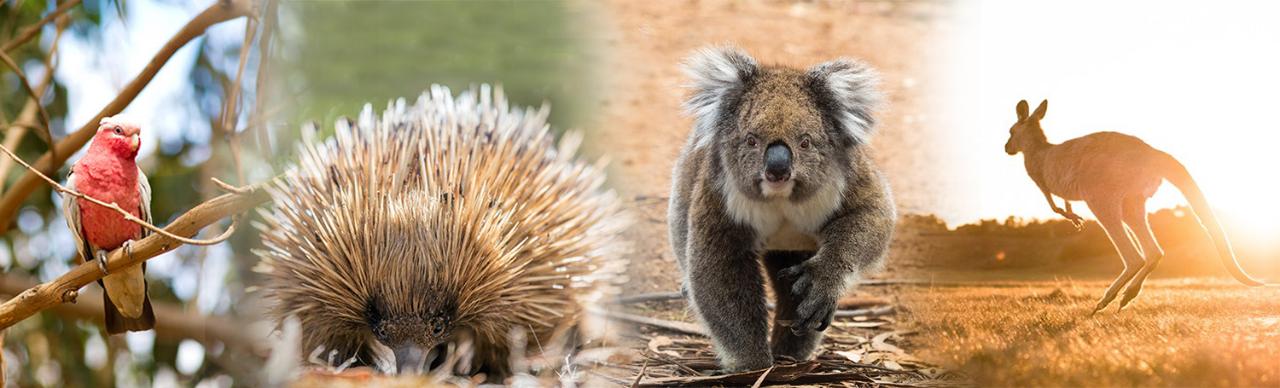 Guided Koala Walk And Bush Fire Ecology Tour